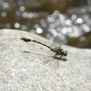 Image of Melligomphus ardens imported from iNaturalist.