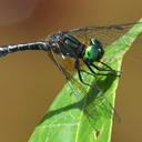 Image of Nannophyopsis clara imported from iNaturalist.