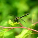 Image of Trigomphus citimus imported from iNaturalist.