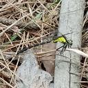 Image of Trigomphus lautus imported from iNaturalist.