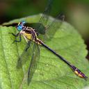 Image of Stylurus potulentus imported from iNaturalist.