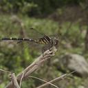 Image of Phyllogomphoides cornutifrons imported from iNaturalist.