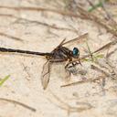 Image of Phanogomphus diminutus imported from iNaturalist.