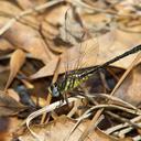 Image of Phanogomphus hodgesi imported from iNaturalist.