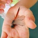 Image of Boninthemis insularis imported from iNaturalist.