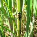 Image of Chlorogomphus suzukii imported from iNaturalist.