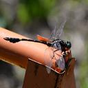 Image of Melligomphus viridicostus imported from iNaturalist.