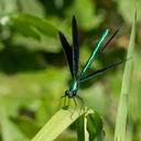 Image of Calopteryx maculata imported from iNaturalist.