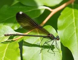 female Ebony Jewelwing