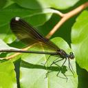 female Ebony Jewelwing