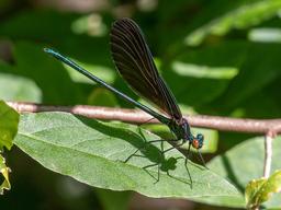 Male Ebony Jewelwing