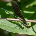 Male Ebony Jewelwing