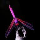 Image of Trithemis annulata imported from iNaturalist.