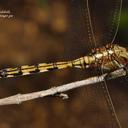 Image of Orthetrum brachiale imported from iNaturalist.