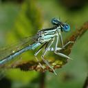 Image of Platycnemis pennipes imported from iNaturalist.