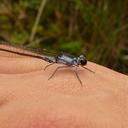 Image of Megalagrion eudytum imported from iNaturalist.