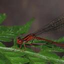 Image of Megalagrion leptodemas imported from iNaturalist.