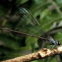 Image of Megalagrion nesiotes imported from iNaturalist.