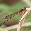 Image of Megalagrion oresitrophum imported from iNaturalist.