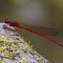 Image of Megalagrion vagabundum imported from iNaturalist.