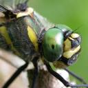 Image of Macromia splendens imported from iNaturalist.