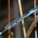 Image of Africallagma sapphirinum imported from iNaturalist.