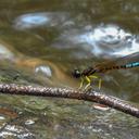 Image of Platycypha picta imported from iNaturalist.