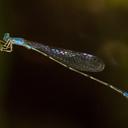 Image of Aciagrion nodosum imported from iNaturalist.