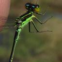 Image of Pinheyagrion angolicum imported from iNaturalist.