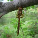 Image of Neurocordulia yamaskanensis imported from iNaturalist.