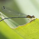 Image of Bromeliagrion fernandezianum imported from iNaturalist.