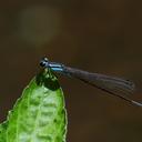 Image of Acanthagrion gracile imported from iNaturalist.