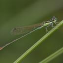 Image of Agriocnemis pygmaea imported from iNaturalist.