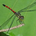 Image of Agrionoptera insignis imported from iNaturalist.