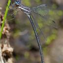 Image of Archilestes grandis imported from iNaturalist.