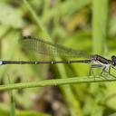 Image of Argia tibialis imported from iNaturalist.