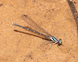 Female blue form Blue-tipped Dancer