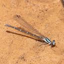 Female blue form Blue-tipped Dancer