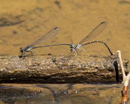 Tandem pair Blue-tipped Dancers