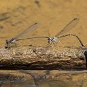 Tandem pair Blue-tipped Dancers