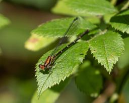 Female brown form Blue-tipped Dancer