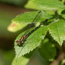Female brown form Blue-tipped Dancer