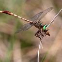 Image of Arigomphus pallidus imported from iNaturalist.