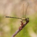 Image of Austrogomphus guerini imported from iNaturalist.