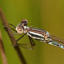 Image of Austrolestes analis imported from iNaturalist.