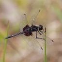 Image of Celithemis ornata imported from iNaturalist.