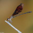 Image of Chalcopteryx rutilans imported from iNaturalist.