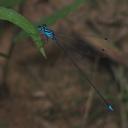 Image of Coeliccia membranipes imported from iNaturalist.