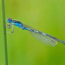 Image of Coenagrion scitulum imported from iNaturalist.