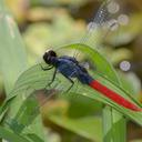 Image of Erythemis peruviana imported from iNaturalist.